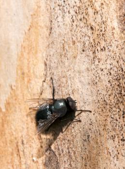 Royalty Free Photo of a Fly on the Wall