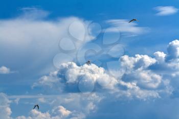 Royalty Free Photo of Seagulls in the Sky