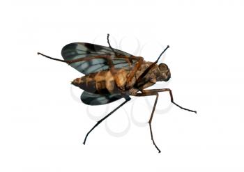 Royalty Free Photo of a Fly