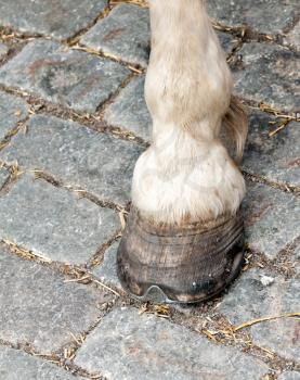 Royalty Free Photo of a Horse Hoof