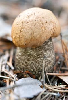 Royalty Free Photo of a Mushroom in the Woods
