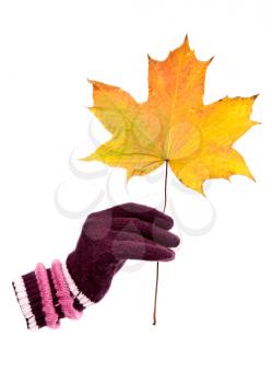 Royalty Free Photo of a Glove and Leaf