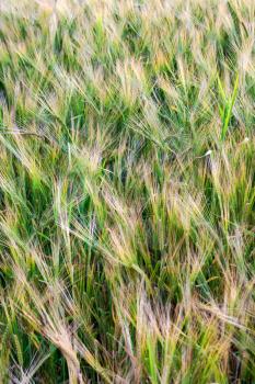 Green ripe wheat background. Close-up of ripe wheat ears.