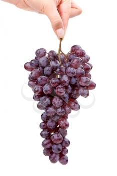 Woman's hand holding a bunch of dark grapes on white background