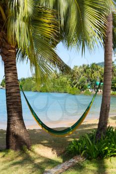 hammock hanging from palm trees on a tropical beach