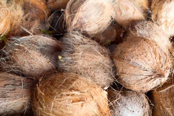 Ripe coconuts, background