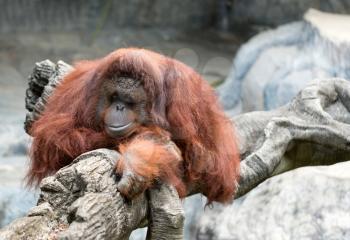 sad orangutan at the zoo
