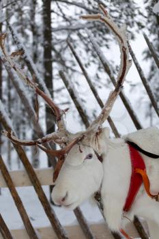 Reindeer in winter at the polar circle. Christmas Reindeer on the background of a winter forest