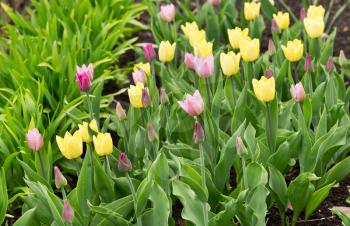 Yellow and pink tulips grow on the ground