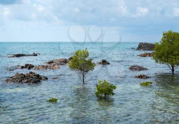 Marine tropical landscape. The trees in the sea.