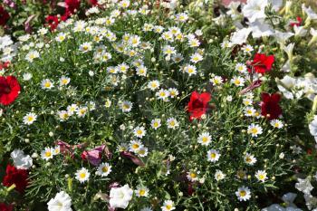 Background of the daisies with red flowers in the flowerbed.