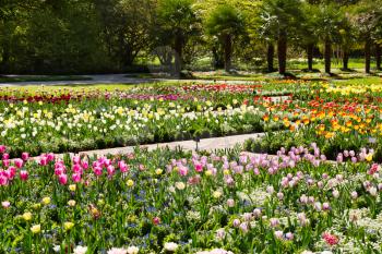 Tulips growing in a garden on a background of trees.