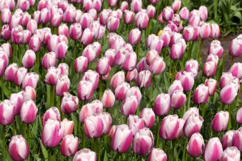 Tulips in the Keukenhof park. Netherlands.