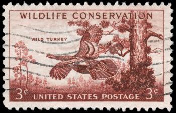 Royalty Free Photo of 1956 US Stamp Shows the Wild Turkey, Wildlife Conservation