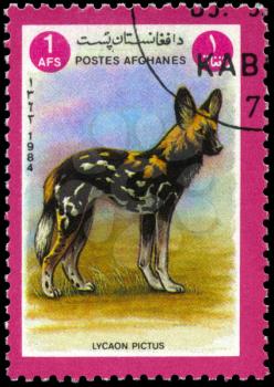 AFGHANISTAN - CIRCA 1984: A Stamp shows image of a African hunting dog with the inscription Lycaon pictus, series, circa 1984