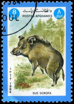 AFGHANISTAN - CIRCA 1984: A Stamp shows image of a Boar with the inscription Sus 
scrofa, series, circa 1984