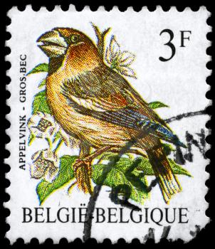 BELGIUM - CIRCA 1985: A Stamp shows image of a Grosbeak from the series Birds, circa 1985