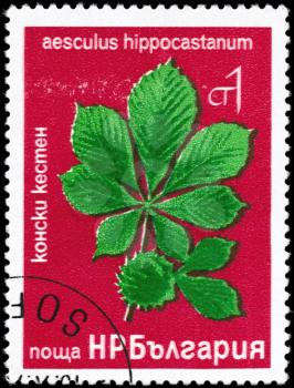 BULGARIA - CIRCA 1976: A Stamp printed in BULGARIA shows image of a Chestnut with the description Aesculus hippocastanum, series, circa 1976