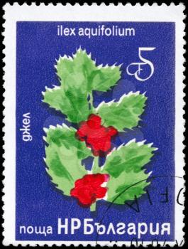 BULGARIA - CIRCA 1976: A Stamp printed in BULGARIA shows image of a Holly with the description Ilex aquifolium, series, circa 1976
