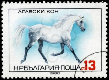 BULGARIA - CIRCA 1980: A Stamp shows image of a Arab Horse, circa 1980