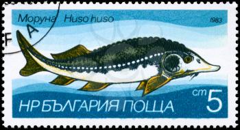 BULGARIA - CIRCA 1983: A Stamp printed in BULGARIA shows image of a Sturgeon with the description Huso huso from the series Fresh-water Fish, circa 1983