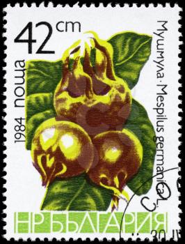 BULGARIA - CIRCA 1984: A Stamp printed in BULGARIA shows image of a Medlar Mespilus germanica, from the series Berries, circa 1984