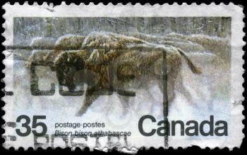 CANADA - CIRCA 1981: A Stamp strip printed in CANADA shows the image of Wood Bisons with the inscription Bison bison athabascae, circa 1981