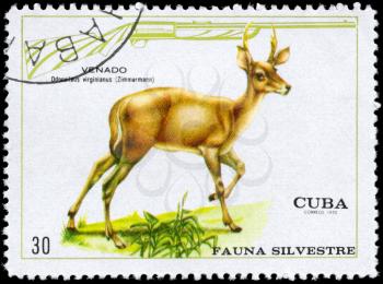 CUBA - CIRCA 1970: A Stamp shows image of a White-tailed Deer with the designation Odocoileus virginianus from the series Wildlife, circa 1970