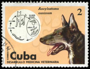 CUBA - CIRCA 1975: A Stamp shows the image of the dog in the theme of 
Veterinary Medicine, series, circa 1975