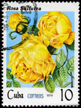 CUBA - CIRCA 1979: A Stamp shows image of a yellow Rose with the inscription 
rosa sulfurea, series, circa 1979