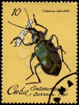 CUBA - CIRCA 1980: A Stamp printed in CUBA shows the image of a European Ground Beetle with the description Calosoma splendida from the series Insects, circa 1980