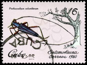 CUBA - CIRCA 1980: A Stamp printed in CUBA shows the image of a Whiskered Beetle with the description Pinthocoelium columbinum from the series Insects, circa 1980