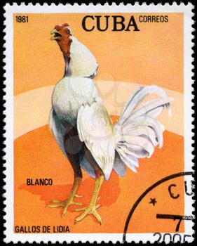 CUBA - CIRCA 1981: A Stamp shows image of a Rooster with the designation Blanco from the series Fighting Cocks, circa 1981