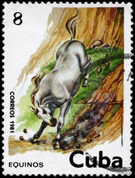 CUBA - CIRCA 1981: A Stamp printed in CUBA shows the image of the Horse, value 8c, series, circa 1981