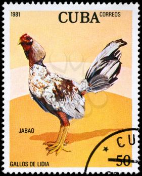 CUBA - CIRCA 1981: A Stamp shows image of a Rooster with the designation Jabao from the series Fighting Cocks, circa 1981