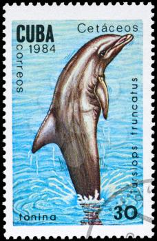 CUBA - CIRCA 1984: A Stamp printed in CUBA shows image of a Common Bottlenose Dolphin with the description Tursiops truncatus from the series Marine Mammals, circa 1984