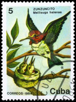 CUBA - CIRCA 1984: A Stamp printed in CUBA shows image of a Hummingbird with the description Mellisuga helenae from the series Fauna, circa 1984