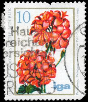 GDR - CIRCA 1975: A Stamp printed in GDR shows image of a Geranium, series, circa 1975