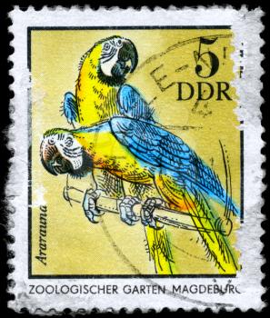GDR - CIRCA 1975: A Stamp shows image of a blue and yellow Macaws with the inscription Ararauna, Magdeburg Zoo, from the series German Zoological Gardens, circa 1975