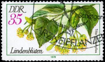 GDR - CIRCA 1978: A Stamp printed in GDR shows image of a Linden Tilia platyphyllos, from the series Medicinal Plants, circa 1978