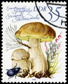 GDR - circa 1980: A Stamp printed in GDR shows image of the Boletus edulis, from the series Edible Mushrooms, circa 1980