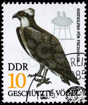 GDR - CIRCA 1982: A Stamp shows image of a Fish Hawk from the series Protected birds, circa 1982