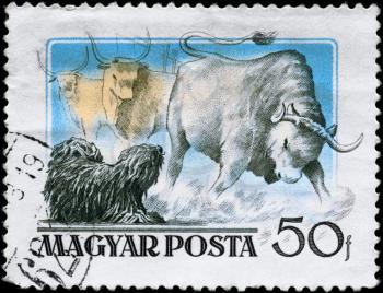 HUNGARY - CIRCA 1956: A Stamp printed in HUNGARY shows image of a Puli and Steer from the series Hungarian Dogs, circa 1956