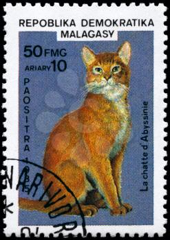 MALAGASY REPUBLIC - CIRCA 1985: A Stamp printed in MALAGASY REPUBLIC shows image of a Abyssinian Cat from the series Cats and Dogs, circa 1985
