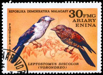 MALAGASY REPUBLIC - CIRCA 1982: A Stamp shows image of a Kirombo with the inscription Leptostomus discolor (vorondreo), series, circa 1982