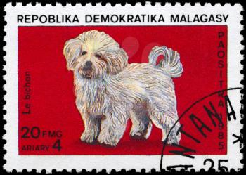 MALAGASY REPUBLIC - CIRCA 1985: A Stamp printed in MALAGASY shows image of a Bichon from the series Cats and Dogs, circa 1985
