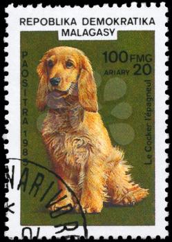 MALAGASY REPUBLIC - CIRCA 1985: A Stamp printed in MALAGASY shows image of a Cocker Spaniel from the series Cats and Dogs, circa 1985