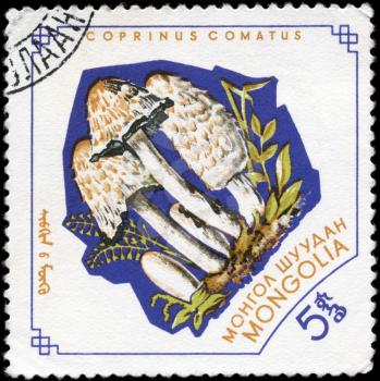 MONGOLIA - circa 1964: A Stamp printed in MONGOLIA shows image of the Coprinus comatus, from the series Mushrooms, circa 1964