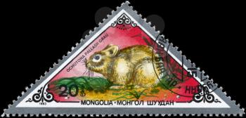 MONGOLIA - CIRCA 1983: A Stamp printed in MONGOLIA shows image of a Pika with the designation Ochotona pallasii grau from the series Rodents, circa 1983