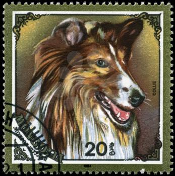 MONGOLIA - CIRCA 1984: A Stamp printed in MONGOLIA shows image of a Collie from the series Dogs, circa 1984